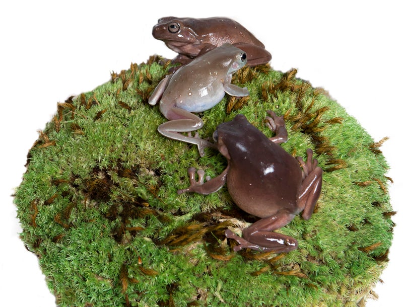 Galapagos GalÃ¡pagos (05234) Pillow Moss, Clumps of Real Moss, Natural, 4QT,Green - Image 2